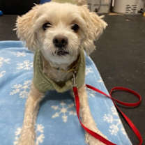 Thumbnail photo of Francesca #2