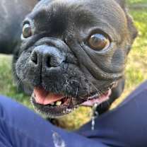 Thumbnail photo of Koko #3