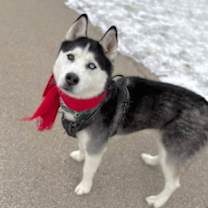 Thumbnail photo of Huck #3