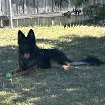 Thumbnail photo of Bijian #1