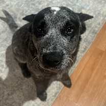 Thumbnail photo of Pirate #1