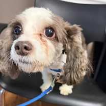 Thumbnail photo of Bennet #3