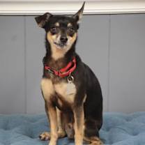 Thumbnail photo of Chico #4