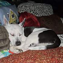 Thumbnail photo of Maggie #1