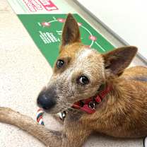 Thumbnail photo of Pepper #2