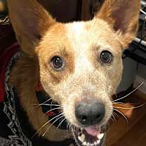 Thumbnail photo of Pepper #4