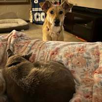 Thumbnail photo of Scarlet #4