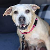 Thumbnail photo of Kali (aka Sandy) #1