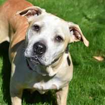 Thumbnail photo of Kali (aka Sandy) #2