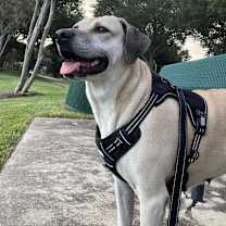 Thumbnail photo of Coco #1