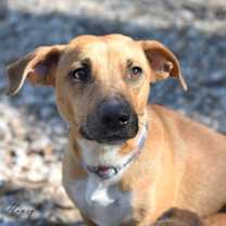 Thumbnail photo of Honey (Momma) #1