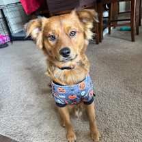 Thumbnail photo of Doug (Bonded with Baloo must be adopted together) #1