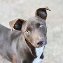 Thumbnail photo of Chispa #1