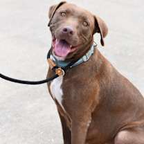 Thumbnail photo of Carmel (Momma) #1