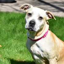 Thumbnail photo of Kali (aka Sandy) #3