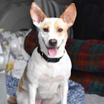 Thumbnail photo of Millie (Jeanie’s) #1