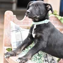 Thumbnail photo of Beau/BB (Charity Litter) #2