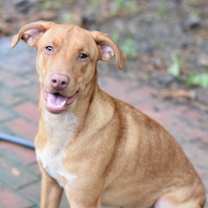 Thumbnail photo of Robbie (Cleveland Pups) #3