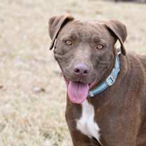 Thumbnail photo of Carmel (Momma) #2