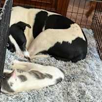 Thumbnail photo of Baloo (Bonded - must adopt with Doug) #3