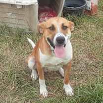 Thumbnail photo of Murphy (Jeanie’s) #2