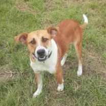 Thumbnail photo of Murphy (Jeanie’s) #3