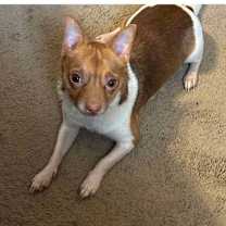 Thumbnail photo of Piglet #4