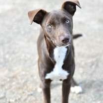 Thumbnail photo of Chispa #4