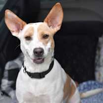 Thumbnail photo of Millie (Jeanie’s) #4