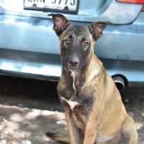 Thumbnail photo of Tonka (T Pups) #2