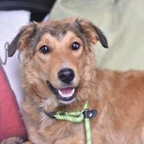 Thumbnail photo of Holly (Christmas Sisters) #1