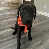 Thumbnail photo of Bruno (aka Boone) #3