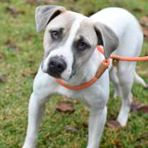 Thumbnail photo of Bolt #1