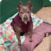 Thumbnail photo of Gizmo (Momma) #1