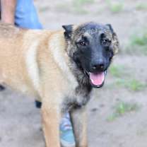 Thumbnail photo of Tonka (T Pups) #4