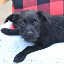 Thumbnail photo of Tina (Fab Four Litter) #3