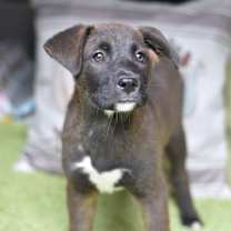 Thumbnail photo of Birdie (Bravo Puppies) #3