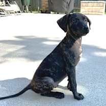 Thumbnail photo of Ophelia #3