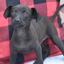 Thumbnail photo of Dancer (Fab Four Litter) #3