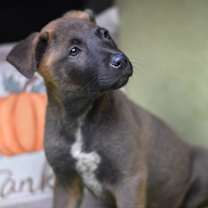 Thumbnail photo of Brinkley (Bravo Puppies) #4