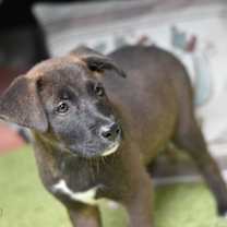 Thumbnail photo of Birdie (Bravo Puppies) #4