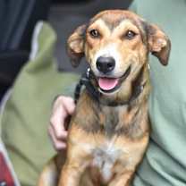 Thumbnail photo of Mistletoe (aka Ellie) (Christmas Sisters) #3