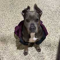 Thumbnail photo of Gizmo (Momma) #3