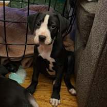 Thumbnail photo of Charlotte Opal #2