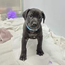 Thumbnail photo of Seymour #2