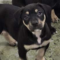 Thumbnail photo of Silvio #3