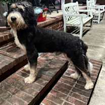 Thumbnail photo of Bernie (Bernedoodle) #2