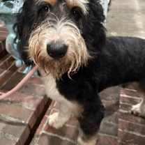 Thumbnail photo of Bernie (Bernedoodle) #3