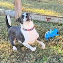 Thumbnail photo of Muffin #2