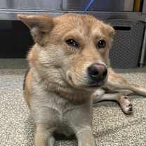 Thumbnail photo of Juniper #1